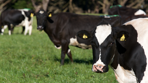 NZ Dairy Stats 2020