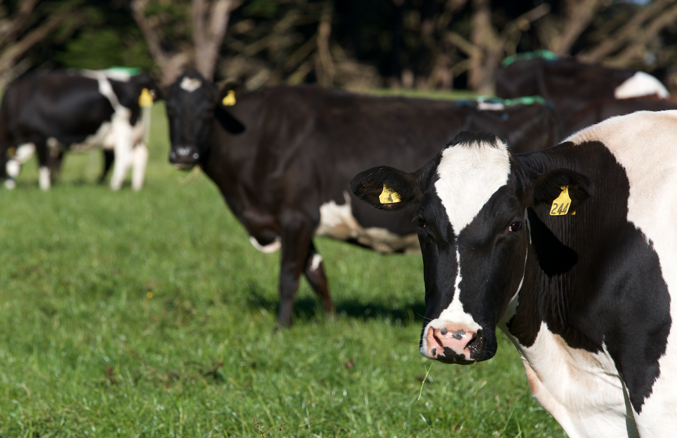 Dairy S Record Milksolids Production In A Challenging Year Lic