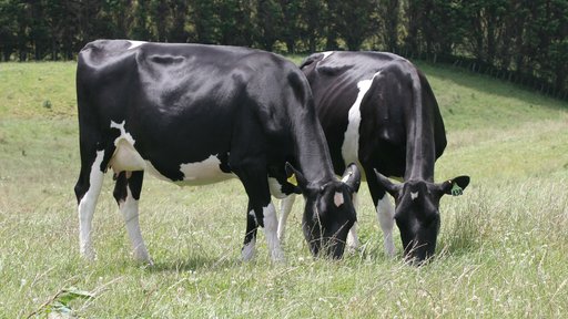 Holstein friesian cows grazing in pasture