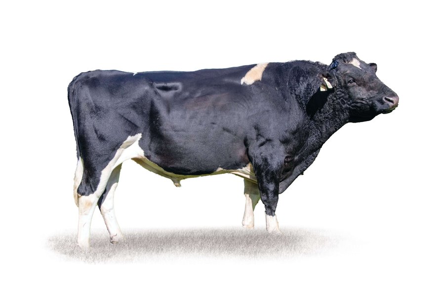 119033 LIGHTBURN FREE RANGE-ET | LIC