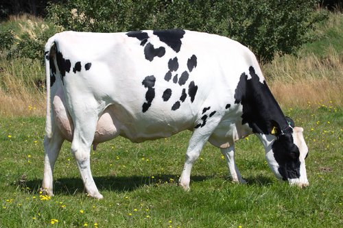 We need more efficient cows like Meander FMI April S2F - the dam of 120073 Meander TS Alloy-ET and eight other graduated bulls. Alloy is currently the highest proven bull of the NZ RAS list and has a high HoofPrint® rating.