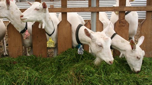 Goats eating grass