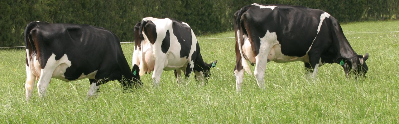 Holstein friesian cows grazing in long grass 2