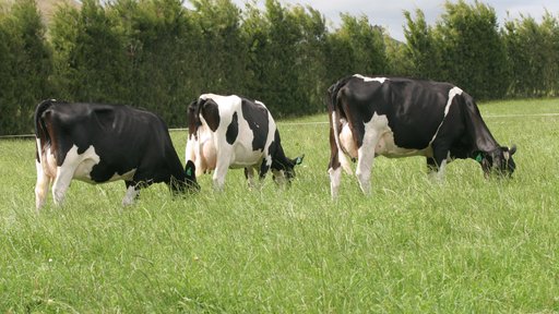 Holstein friesian cows grazing in long grass 2