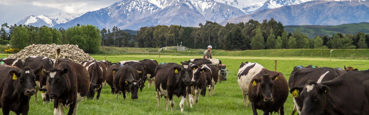 Farmer on quad with cows