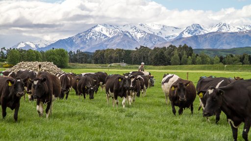 Farmer on quad with cows