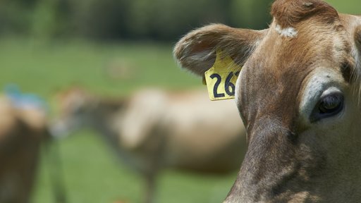 Close up jersey cow