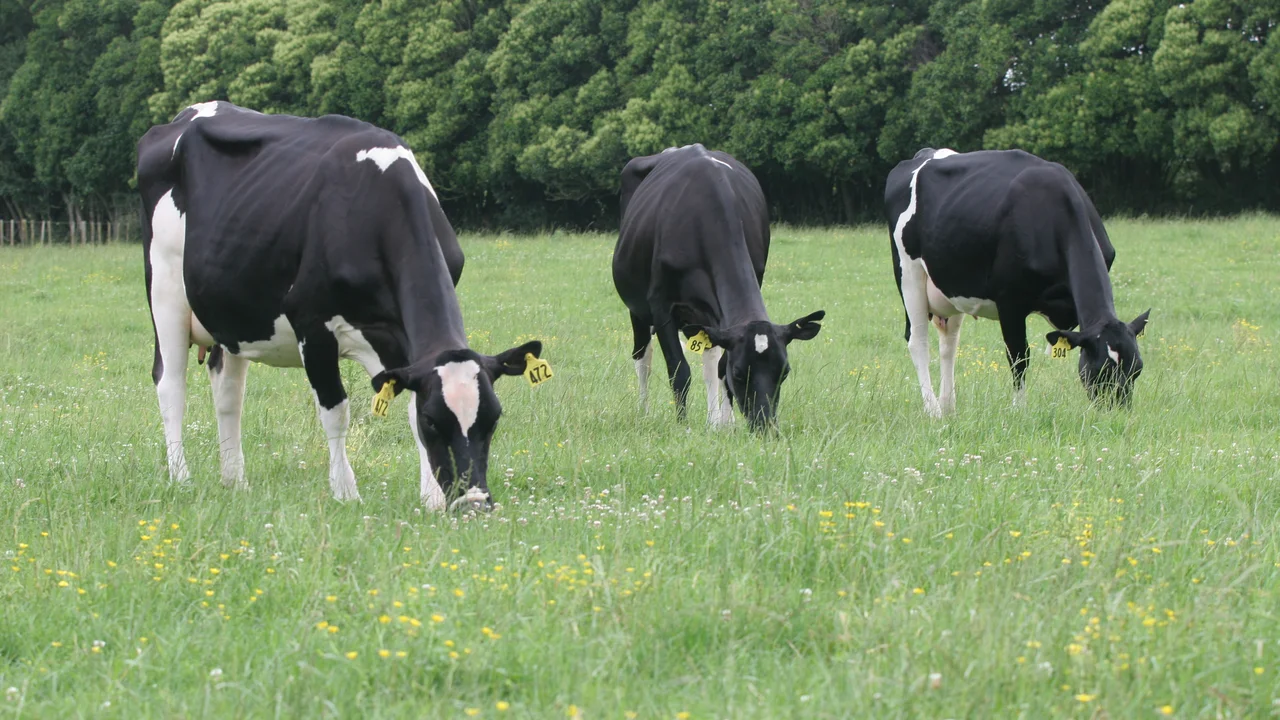 Holstein friesian cows grazing in long grass