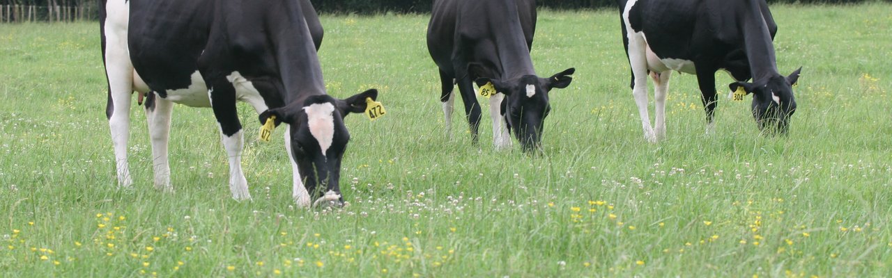 Holstein friesian cows grazing in long grass