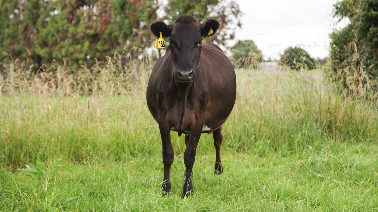 Little brown cow