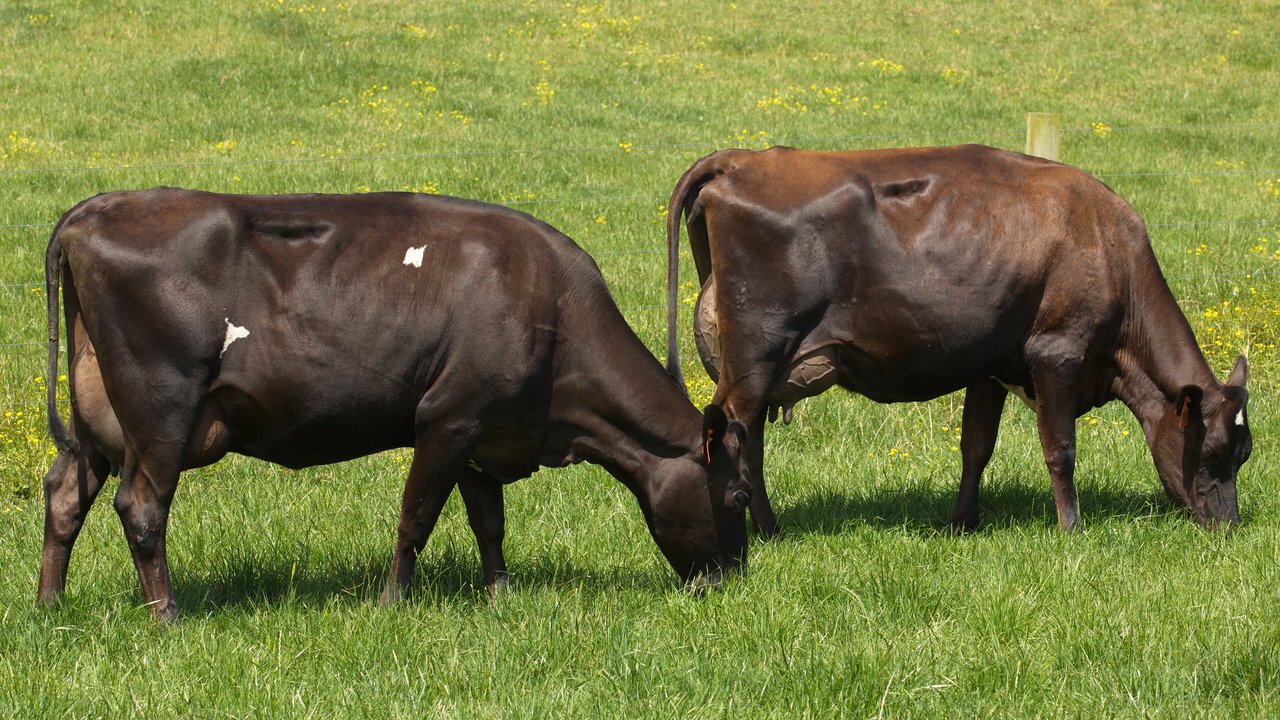 Crossbreed cows grazing 3