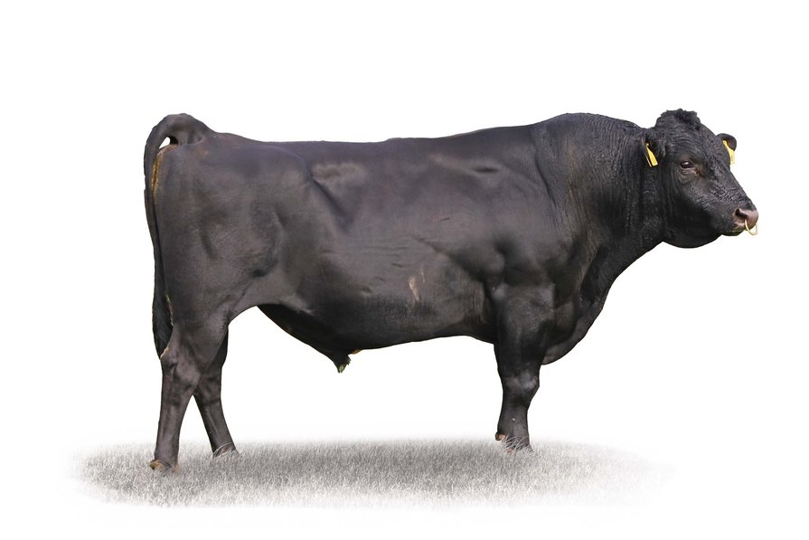 BLACK Bull　8枚 1272284_01.jpg.jpeg?width=750