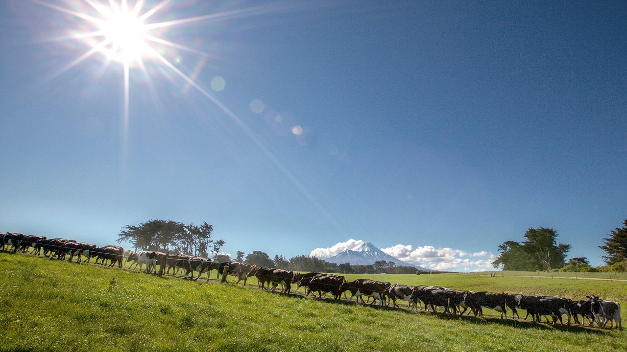 Taranaki farm - About landing