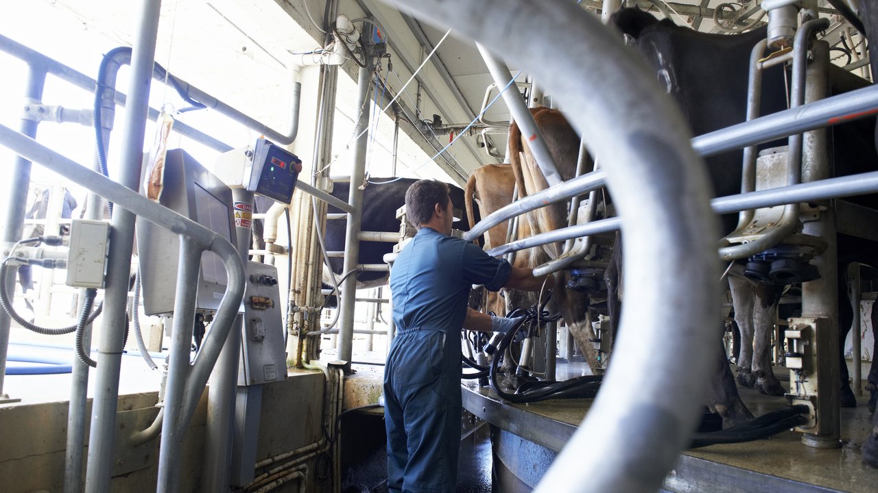 Milking at Innovation farm