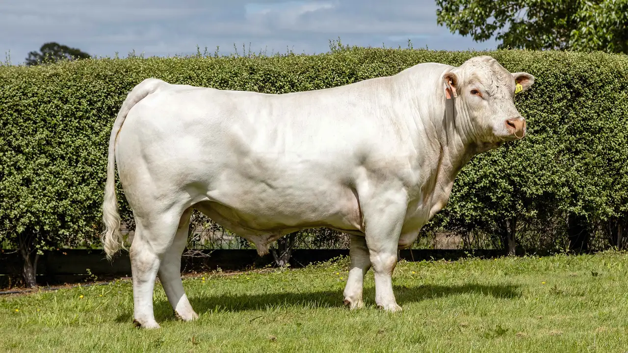 Charolais