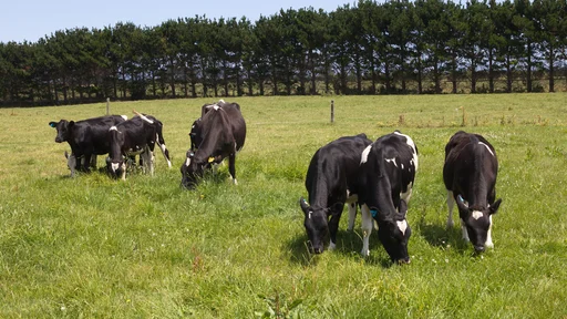 Holstein friesian calves