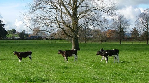 Calves in lush grass