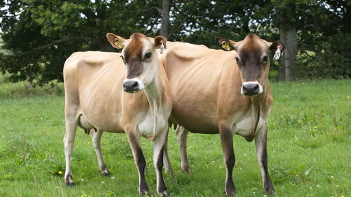 2 Jersey cows
