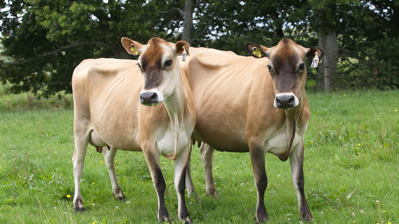 What to do about non-cycling cows | LIC