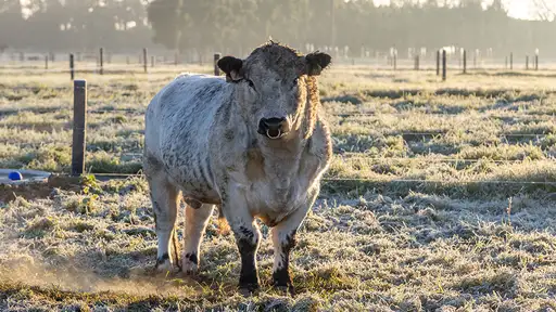 Beef Bulls_Vailes Farm_ July 2024_026