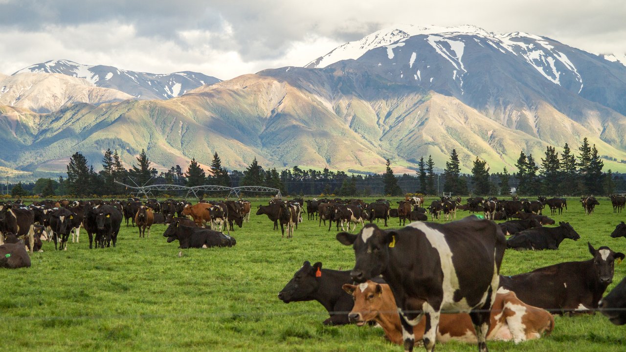 Canterbury Farm