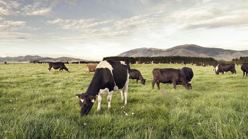 Cows on-farm