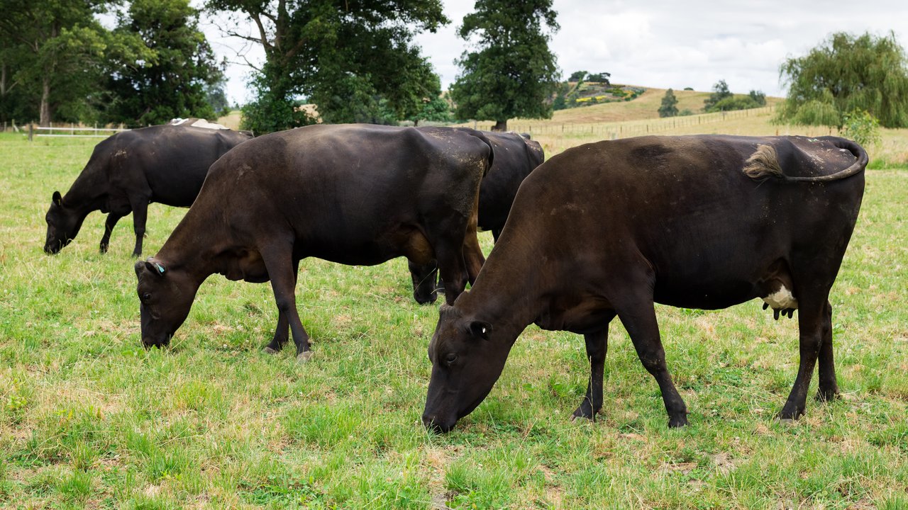 Slick cows