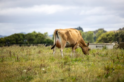 Dam of 323008 Tironui Buzz Zazu