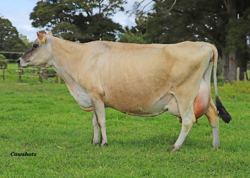 Dam of 323201 Williams Brisbane Frenzy