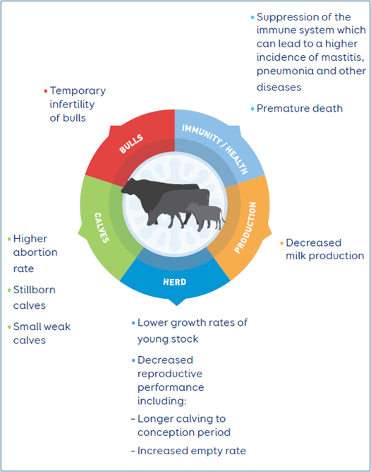 Potential effects of Bovine Viral Diarrhoea and a PI animal