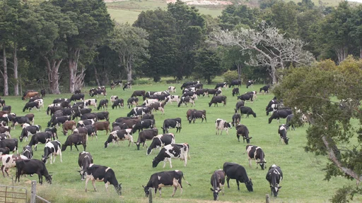 Field of cows