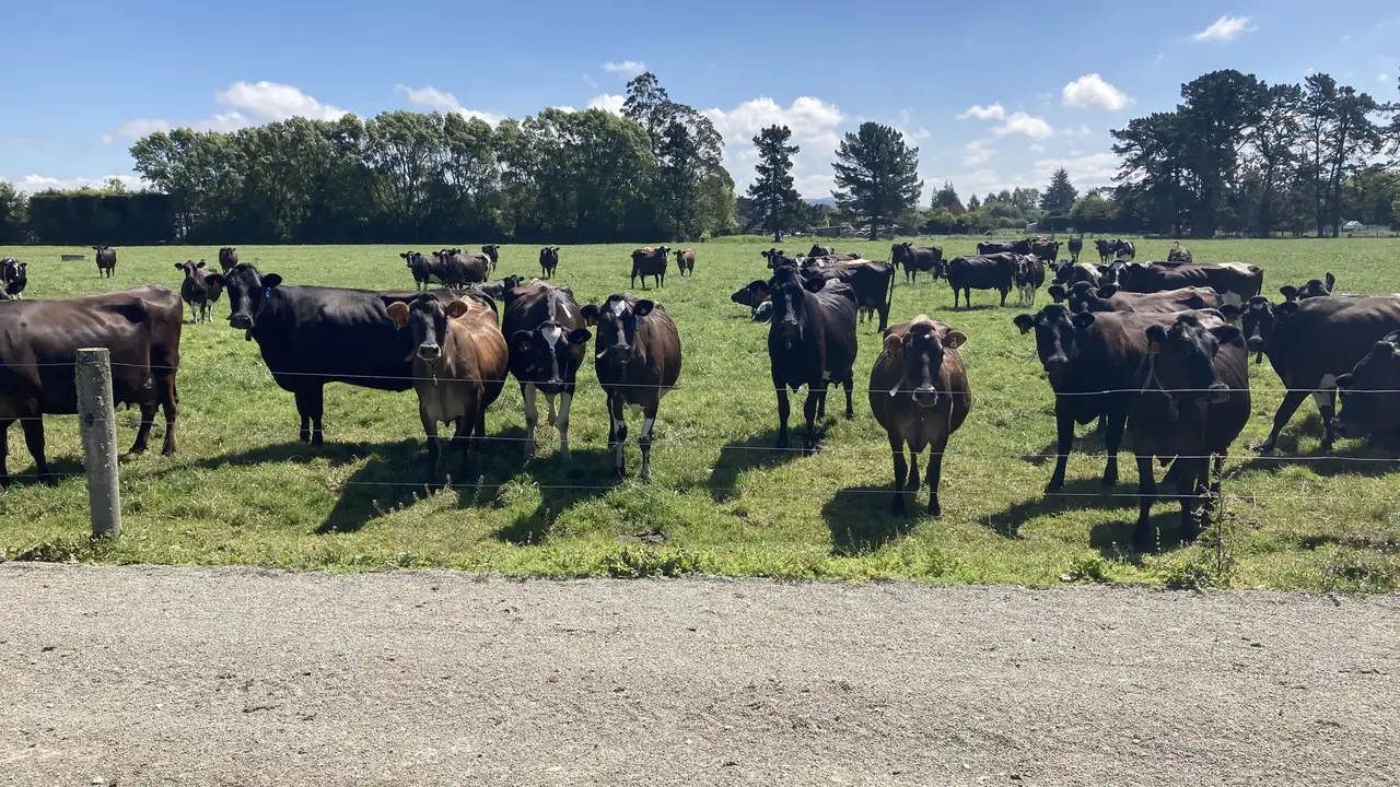 Hamish and Fiona Winter herd