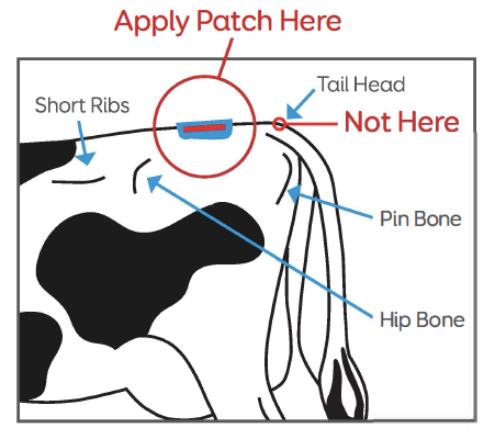 Heat patch application instructions 3