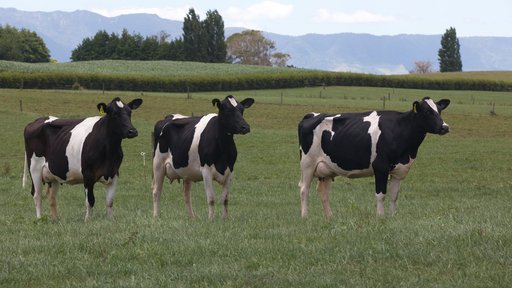 Holstein Friesian line up