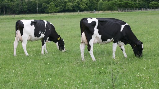 Holstein friesian cows grazing in long grass 3
