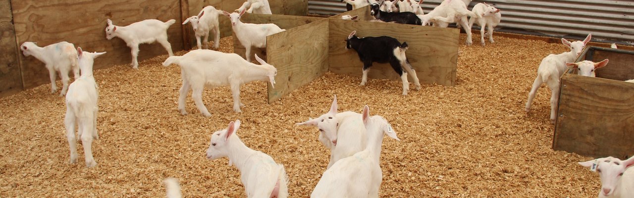 Goats in pen
