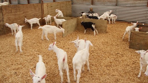 Goats in pen