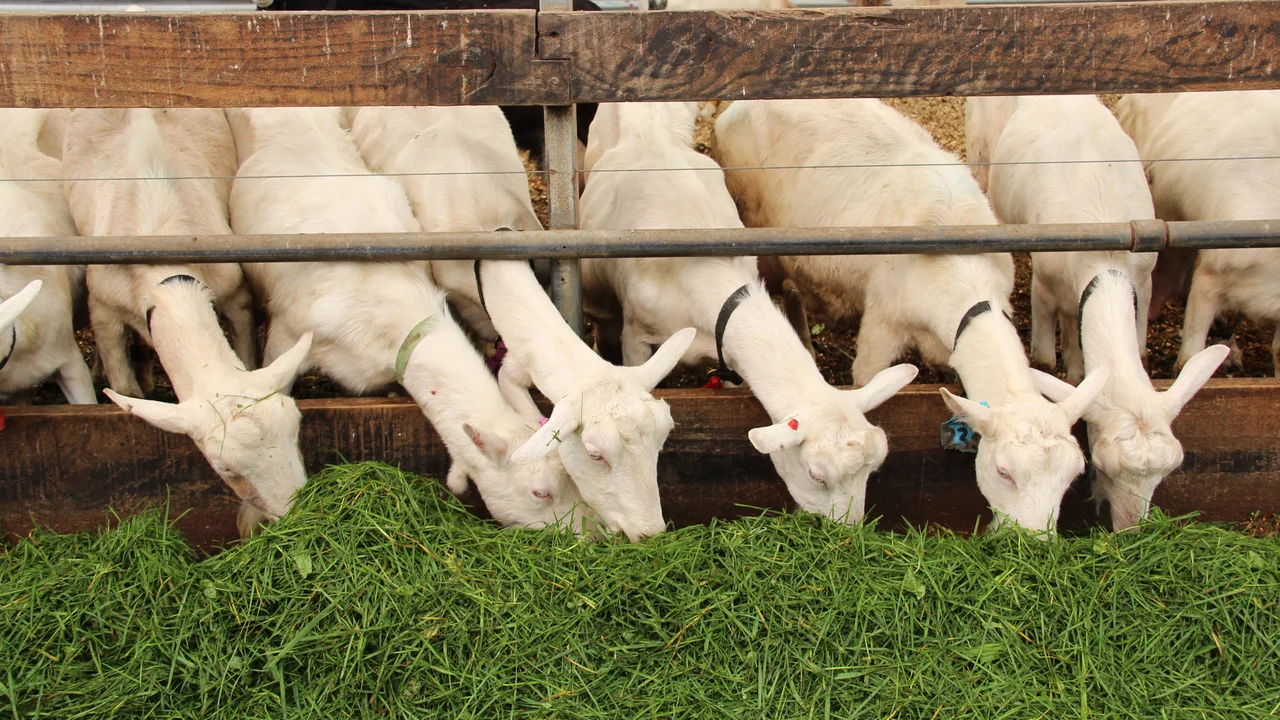 Goats eating grass in a line