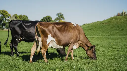 Slick cows at LIC's Innovation farm in Hamilton