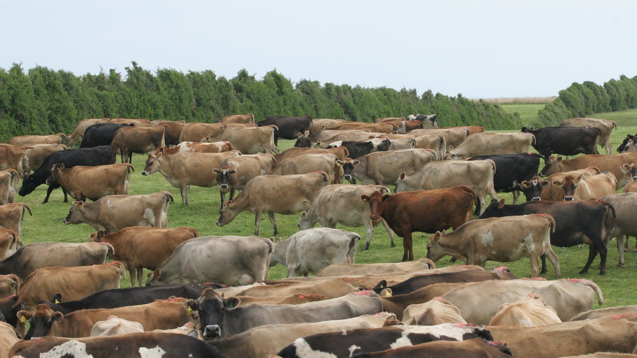 Jersey herd