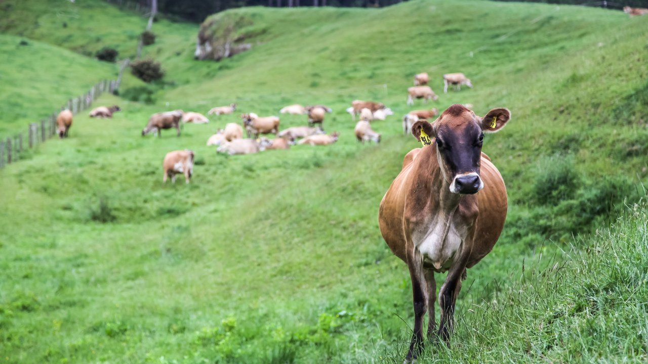 Jersey cow looking at you