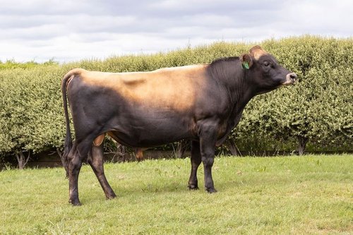 Jersey bull hotsell