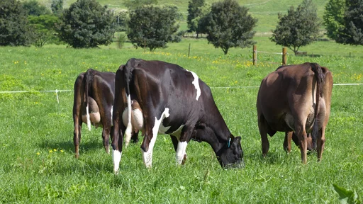 KiwiCross cows