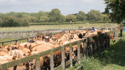 Cows in pen