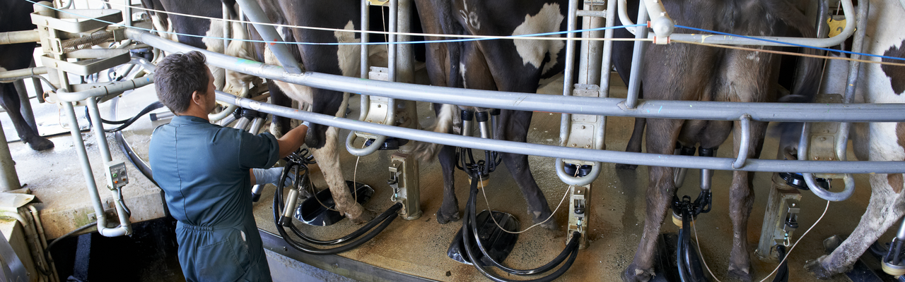 Innovation Farm milking shed
