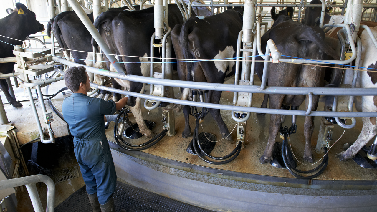 Innovation Farm milking shed