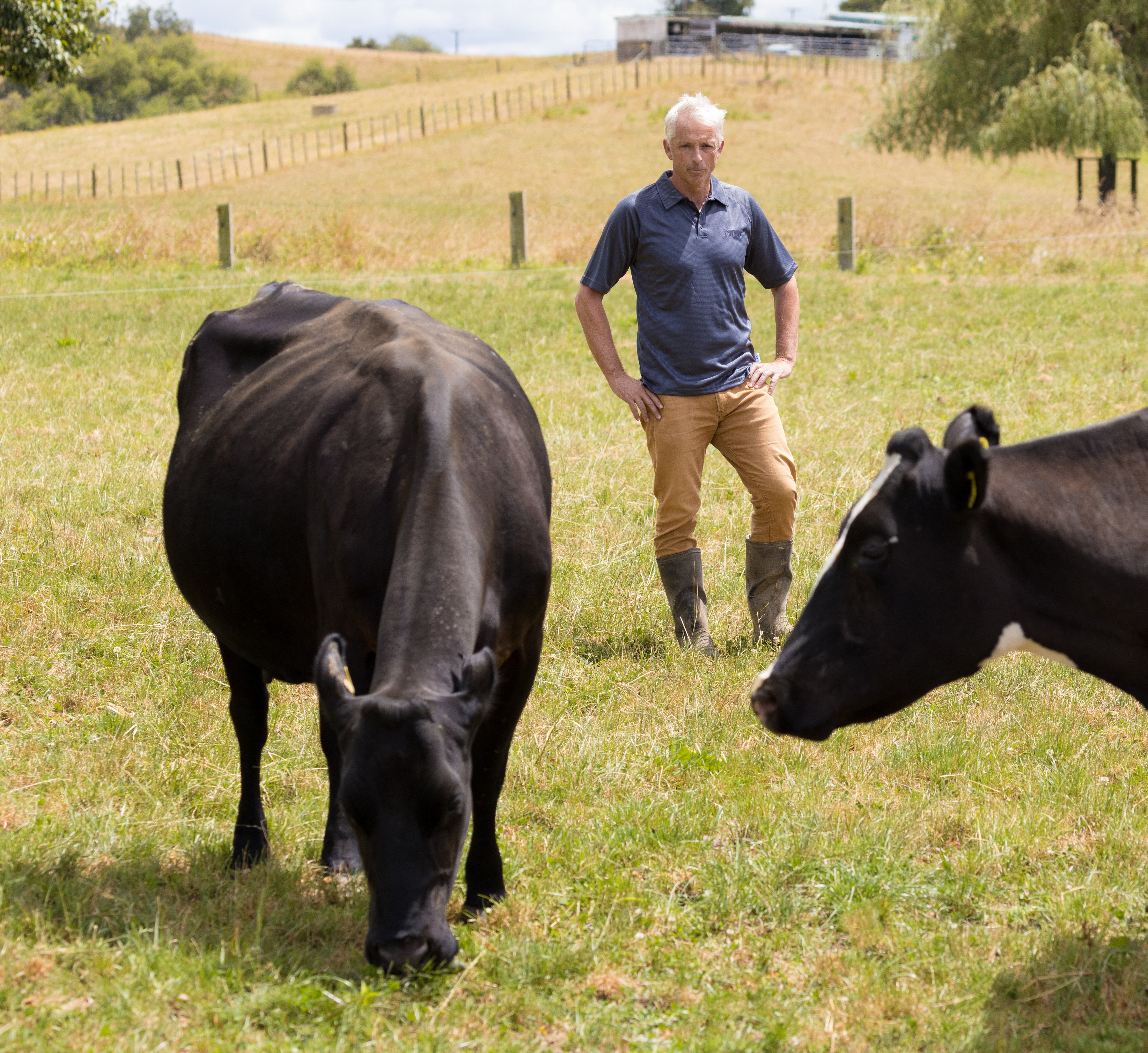 LIC Chief Scientist Richard Spelman inspects dairy cows with the &#x27;slick&#x27; gene.jpg