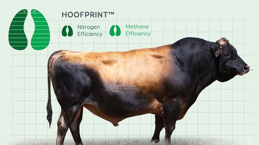 LIC Hoofprint