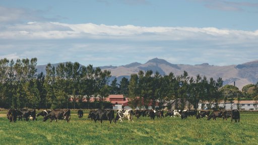 Group shot of cows spring 2020