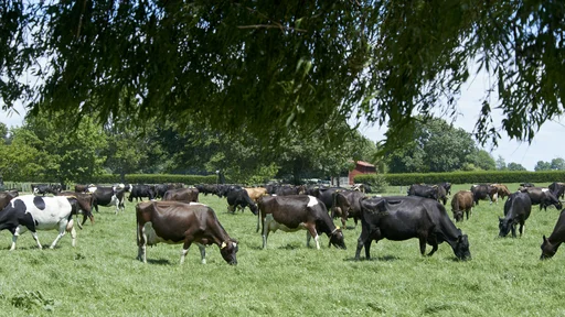 Cows Innovation Farm